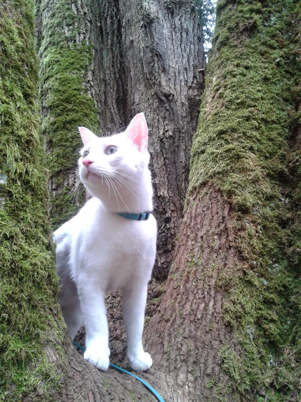 Adventure cat perched on mossy old-growth trunk