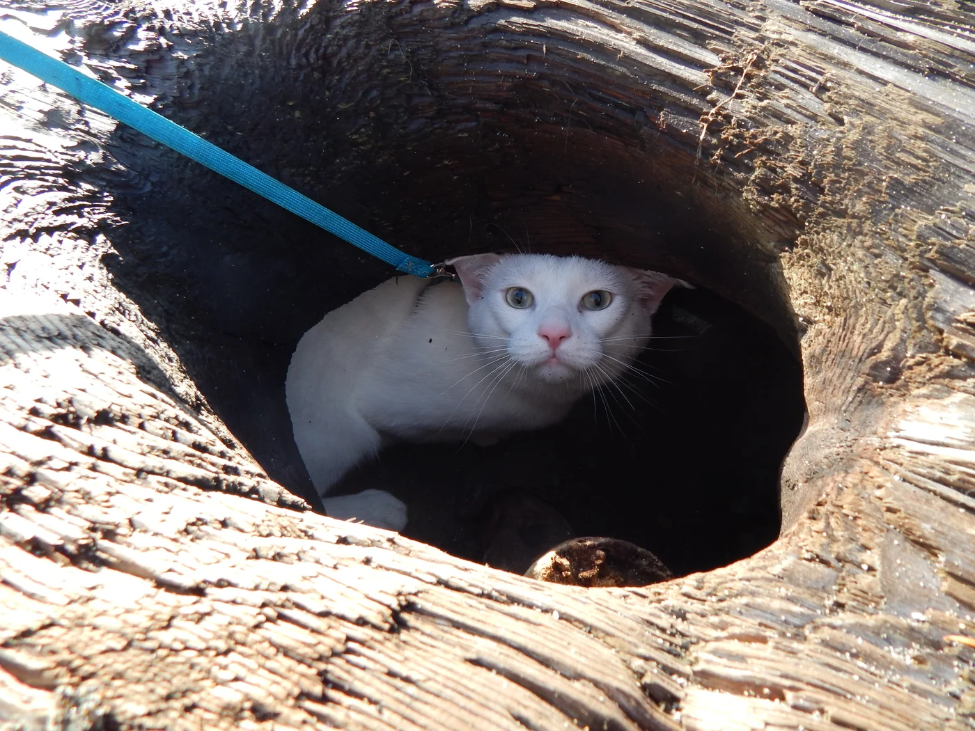 Cat peeking out from hollow driftwood log