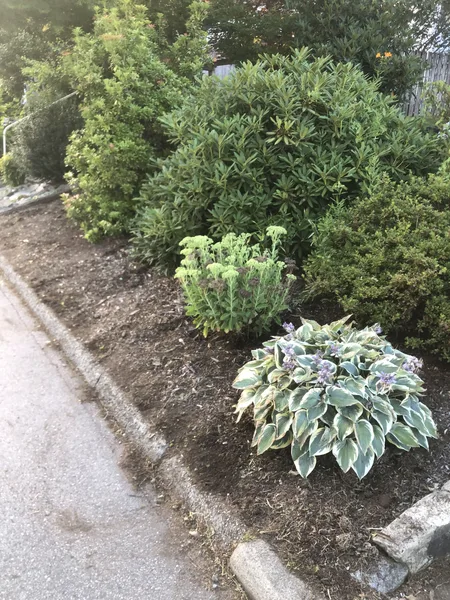 Shade Garden: Variegated Hostas, Aucuba & Pacific Ferns