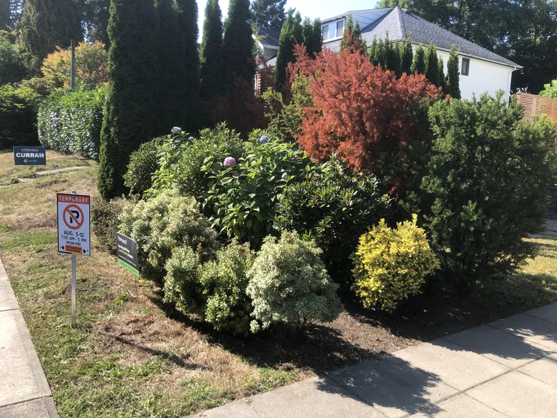 Pyramidal Cedars, Mophead Hydrangeas & Japanese Maples