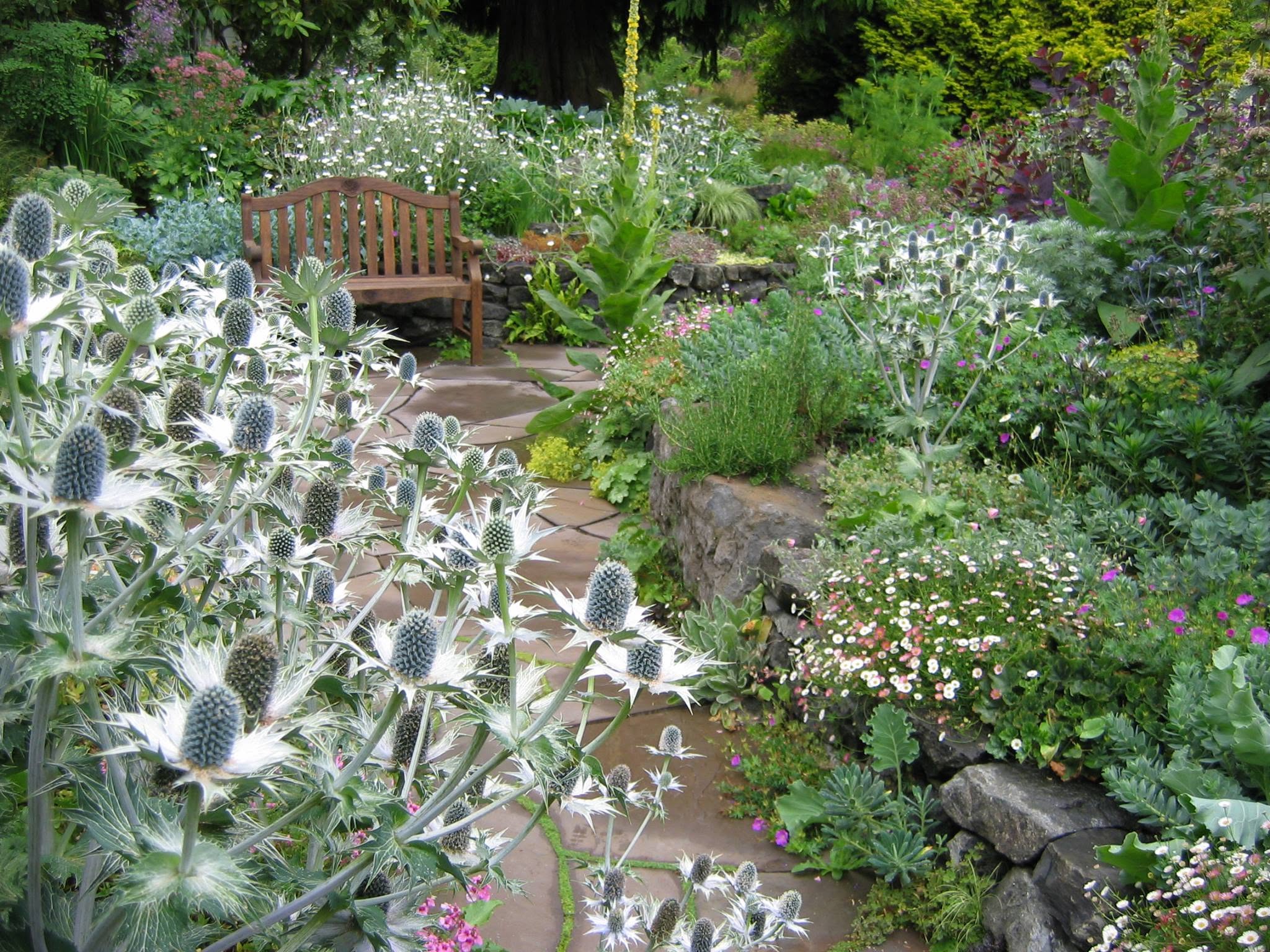 Alpine Stone Terrace, Sea Holly & Drystone Wall
