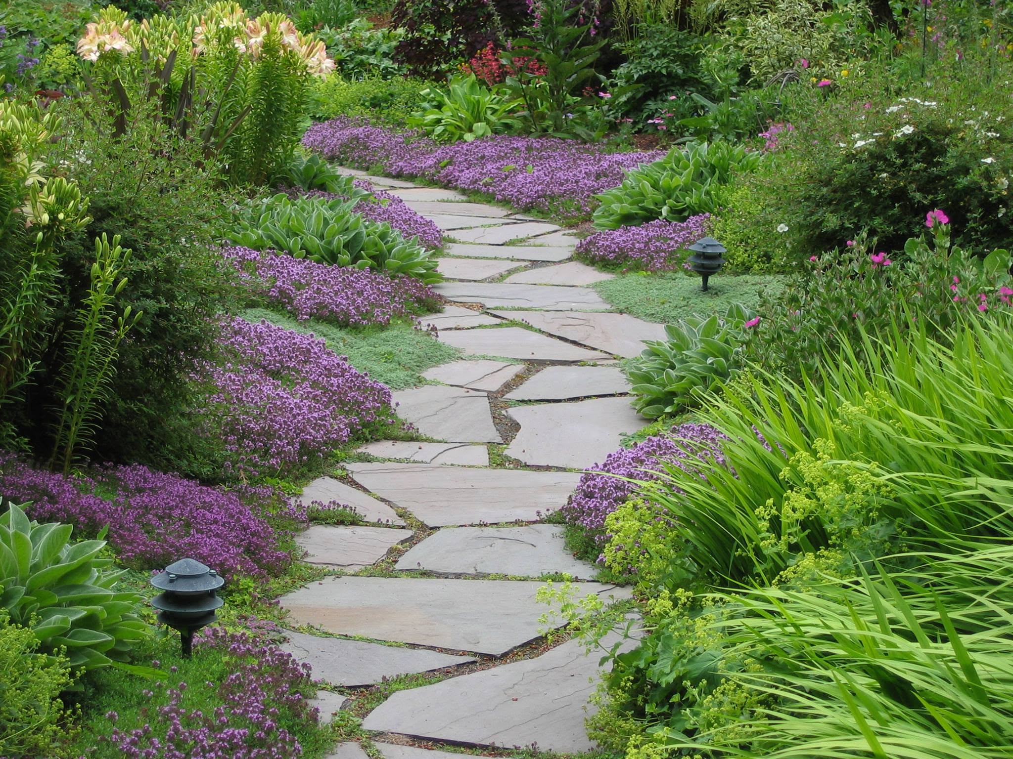 Living Flagstone Path with Creeping Thyme & Forest Grass