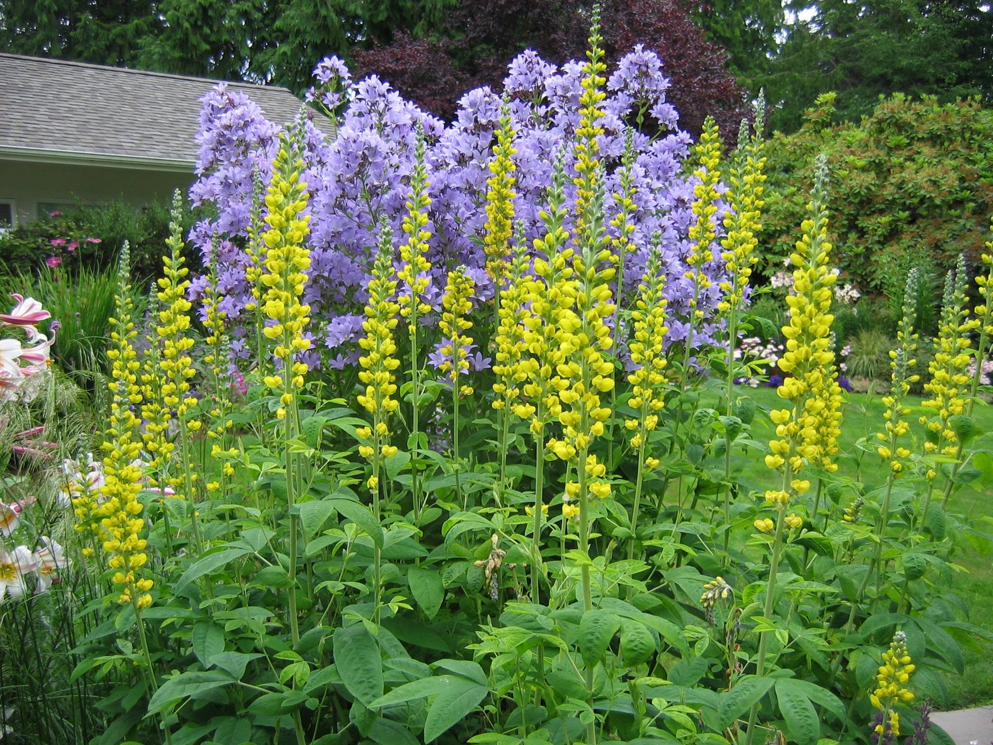 Pacific Lupines, Campanula & Specimen Perennials